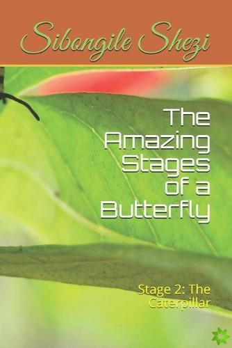 Amazing Stages of a Butterfly