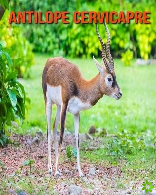 Antilope Cervicapre