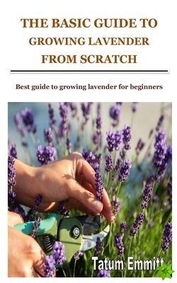 Basic Guide to Growing Lavender from Scratch