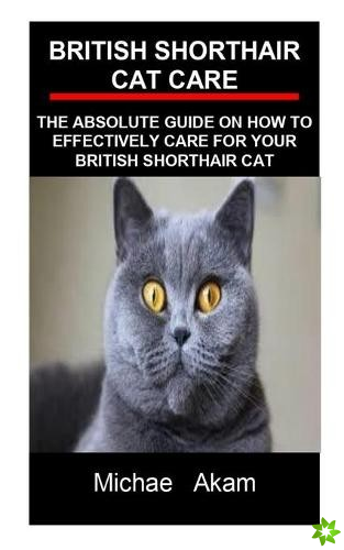 British Shorthair Cat Care