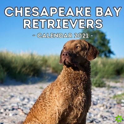 Chesapeake Bay Retrievers Calendar 2021