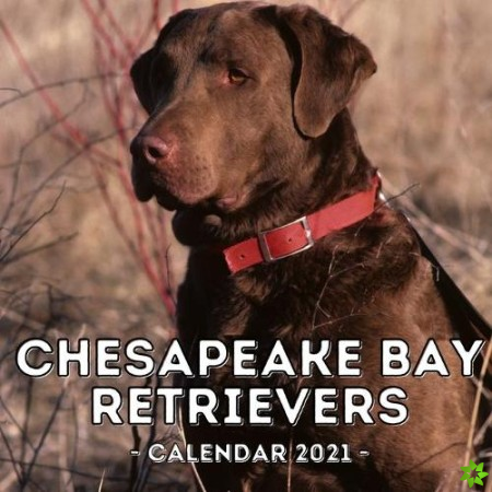 Chesapeake Bay Retrievers Calendar 2021