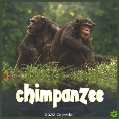 Chimpanzee 2022 Calendar
