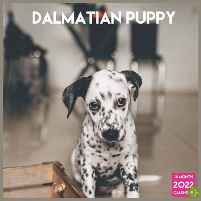 Dalmatian puppy 2022 Calendar