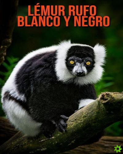 Lemur rufo blanco y negro