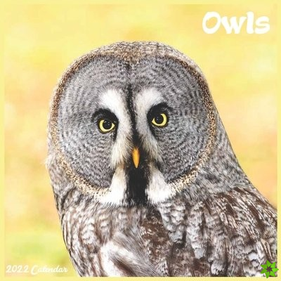 Owls Calendar 2022