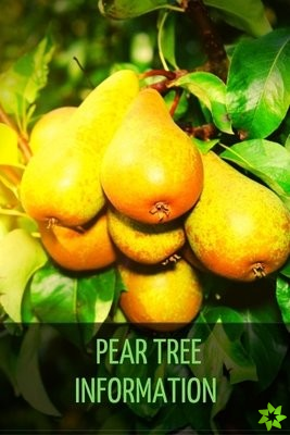 Pear Tree Information