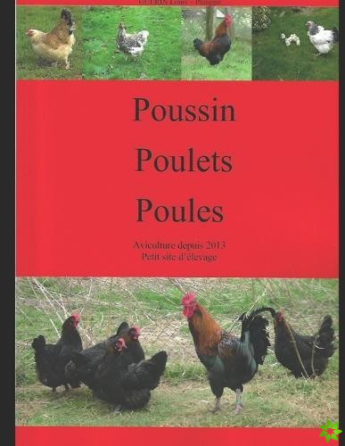 Poussin Poulet Poule
