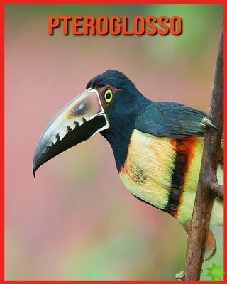 Pteroglosso