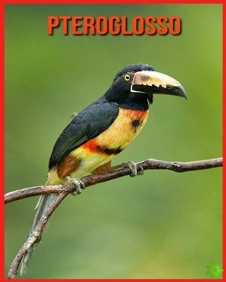 Pteroglosso