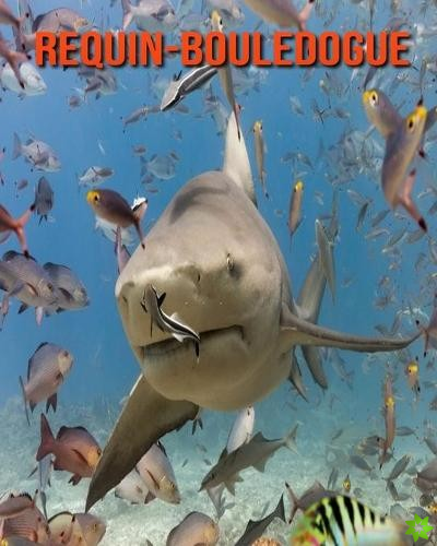 Requin-Bouledogue
