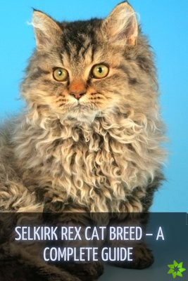 Selkirk Rex Cat Breed - A Complete Guide