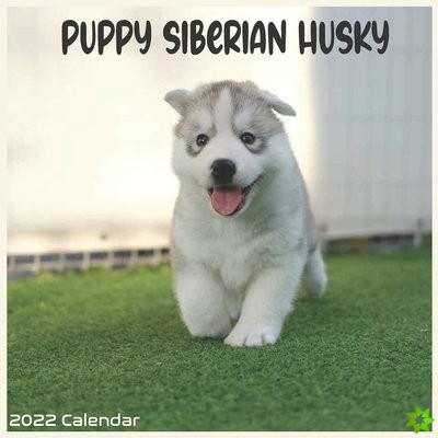 Siberian Husky Puppy 2022 Calendar