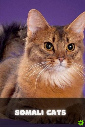 Somali Cats - A Complete Guide