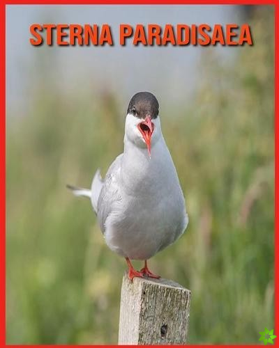 Sterna Paradisaea