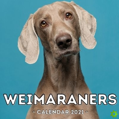 Weimaraners Calendar 2021