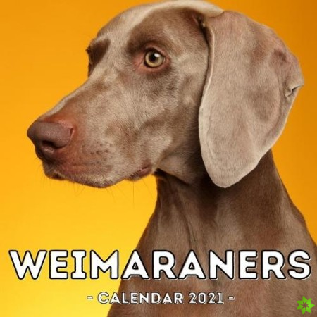 Weimaraners Calendar 2021