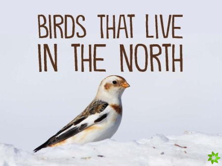 Birds That Live in the North
