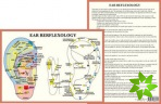 Ear Reflexology -- A4
