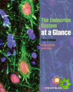 Endocrine System at a Glance