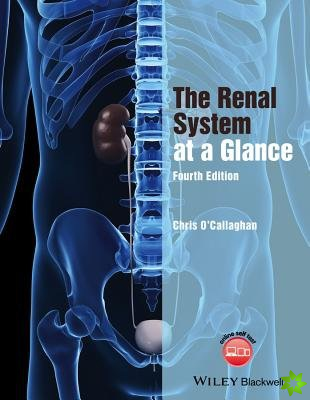 Renal System at a Glance