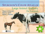 Spurgeon's Color Atlas of Large Animal Anatomy