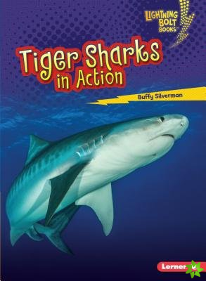 Tiger Sharks in Action