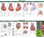 Anatomical Chart Company's Illustrated Pocket Anatomy: Anatomy of The Heart Study Guide