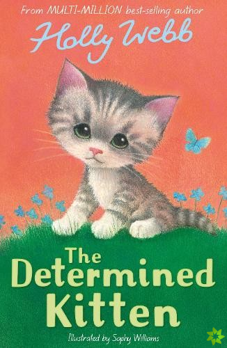 Determined Kitten