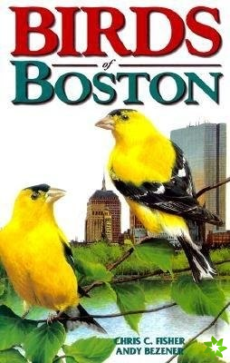 Birds of Boston