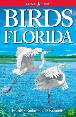 Birds of Florida