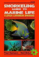 Snorkeling Guide to Marine Life