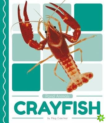 Pond Animals: Crayfish