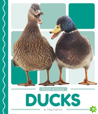 Pond Animals: Ducks