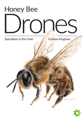 Honey Bee Drones