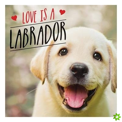Love is a Labrador