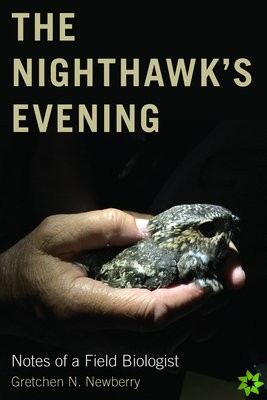 Nighthawk's Evening