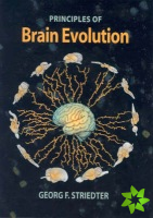 Brain Evolution