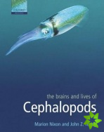 Brains and Lives of Cephalopods