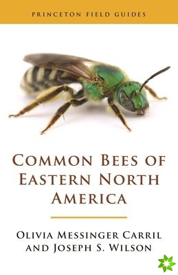 Common Bees of Eastern North America