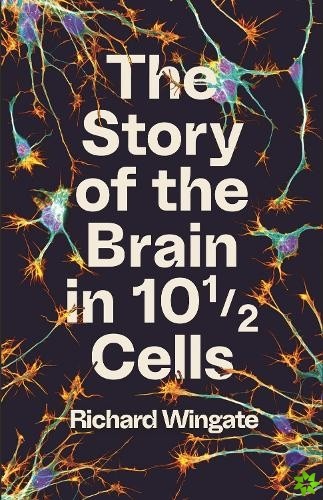 Story of the Brain in 10 Cells