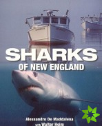 Sharks of New England