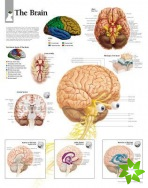 Brain Paper Poster