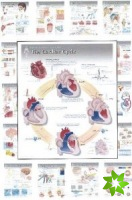 Complete Set of All 20 Physiology Charts