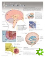 CSF & the Brain Laminated Poster