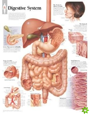 Digestive System Laminated Poster