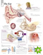 Ear Laminated Poster