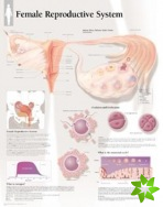 Female Reproductive System Paper Poster