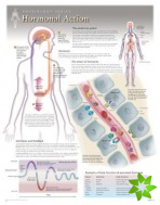 Hormonal Action Laminated Poster