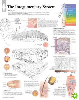 Integumentary System Laminated Poster